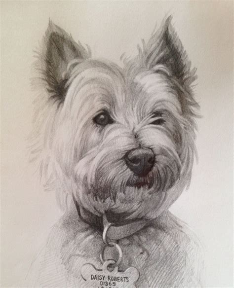 West Highland Terrier Drawing